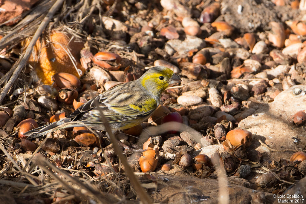 Serin des Canaries