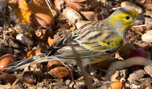 Atlantic Canary