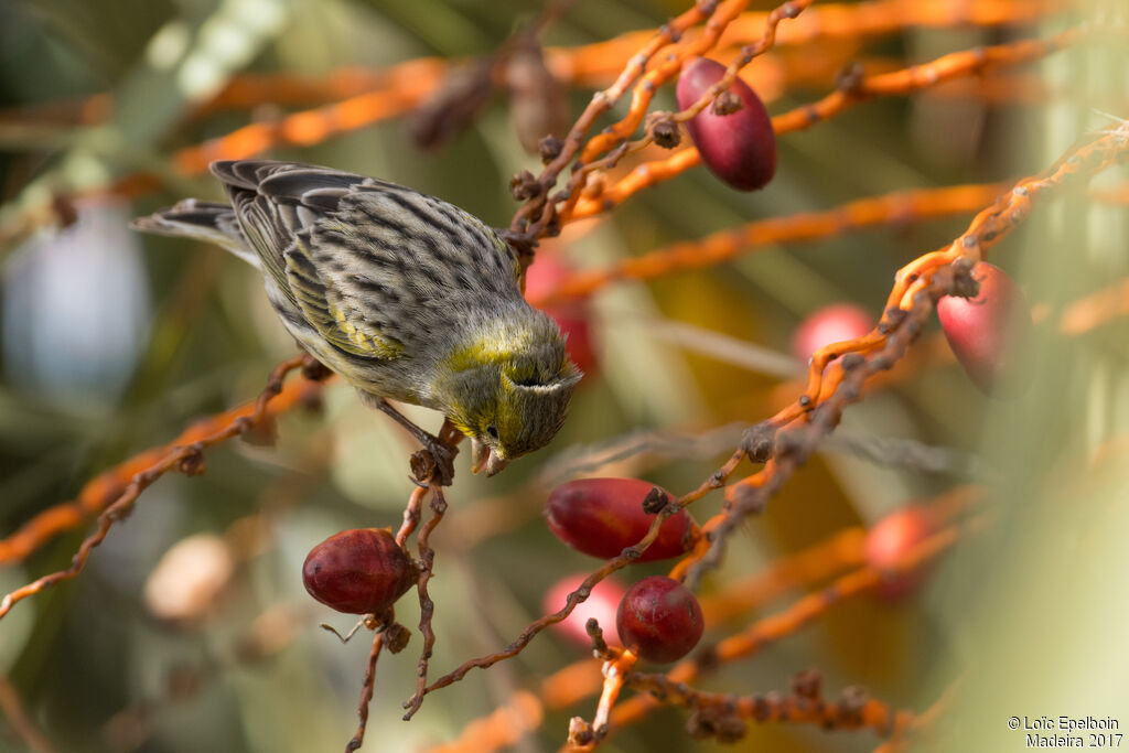 Atlantic Canary