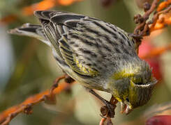 Serin des Canaries