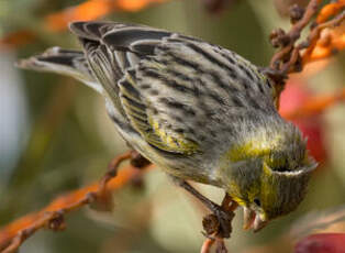 Serin des Canaries