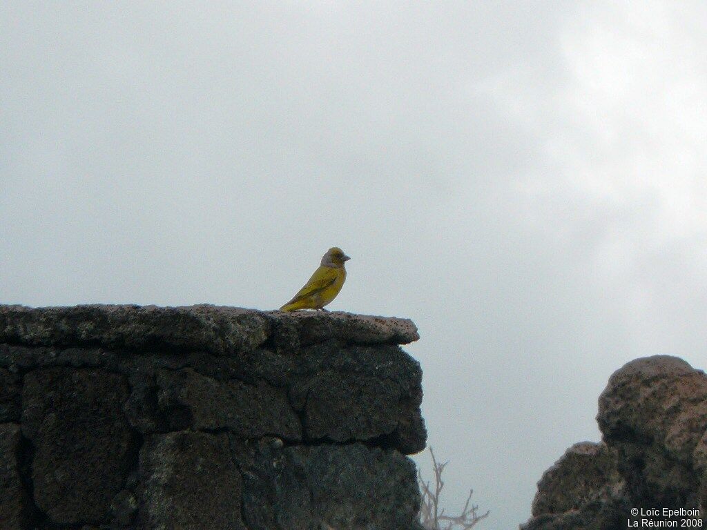 Cape Canary