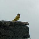 Serin du Cap