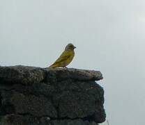 Serin du Cap