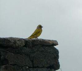 Serin du Cap