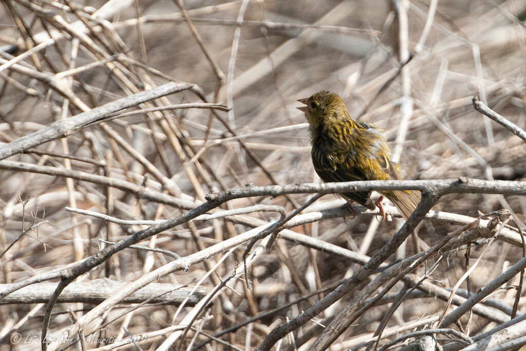 Cape Canaryjuvenile