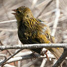 Serin du Cap