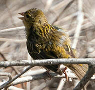 Serin du Cap