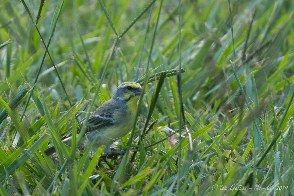 Yellow-fronted Canary