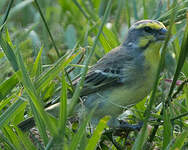 Serin du Mozambique