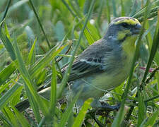 Yellow-fronted Canary