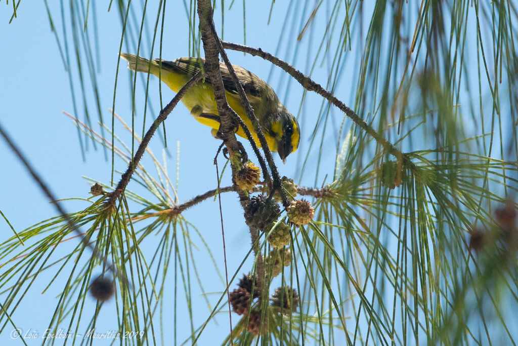 Yellow-fronted Canary