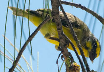 Serin du Mozambique