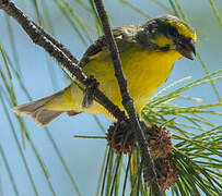 Yellow-fronted Canary