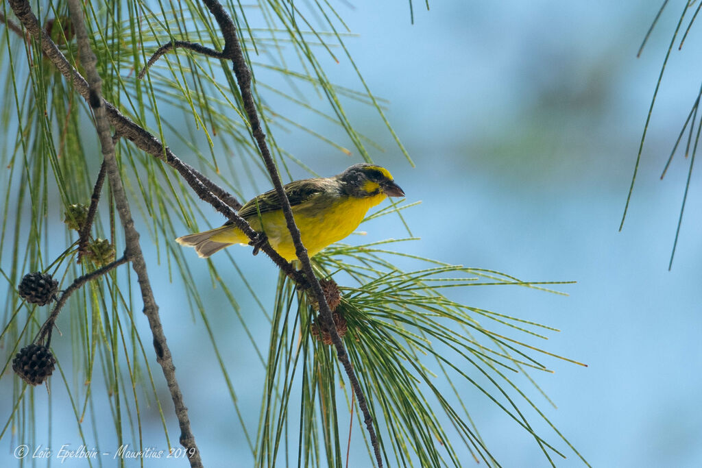 Yellow-fronted Canary