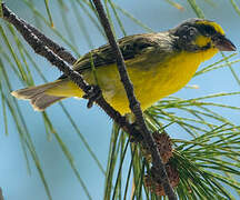 Yellow-fronted Canary