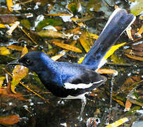 Oriental Magpie-Robin