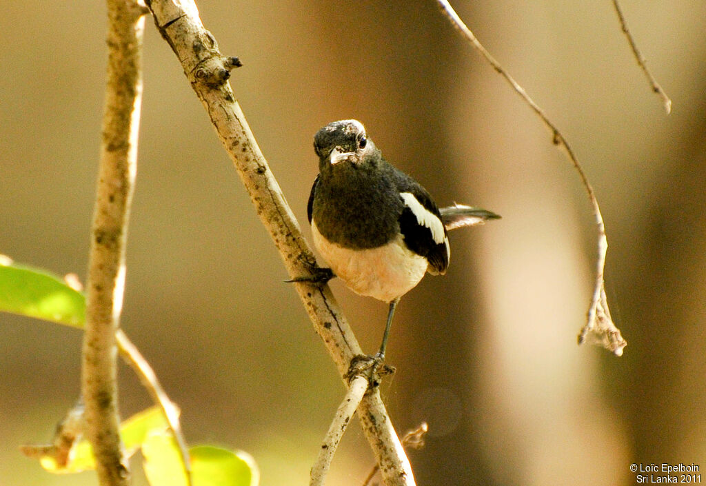 Oriental Magpie-Robin