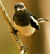 Oriental Magpie-Robin