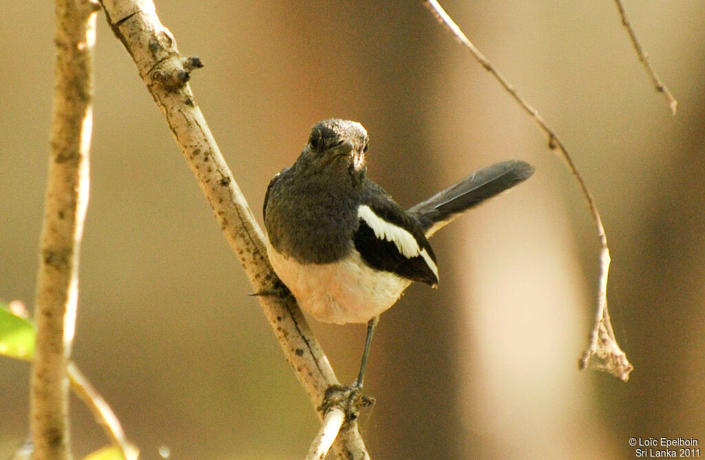 Oriental Magpie-Robin