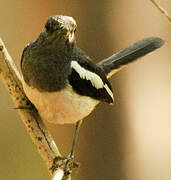 Oriental Magpie-Robin