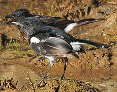 Oriental Magpie-Robin