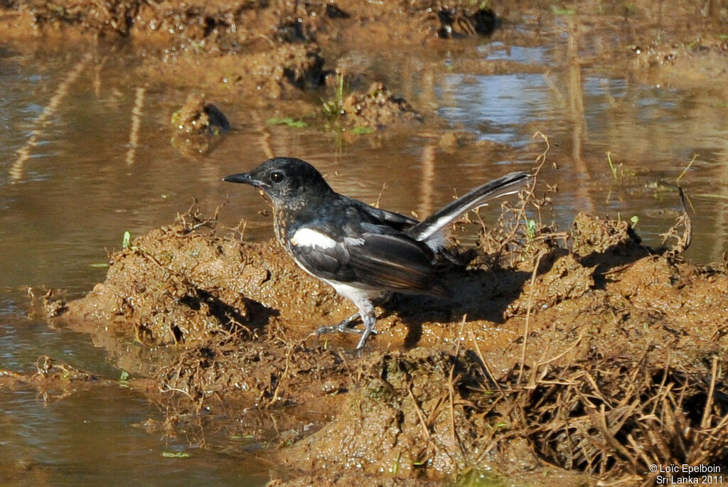 Oriental Magpie-Robin