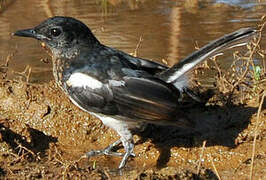 Oriental Magpie-Robin