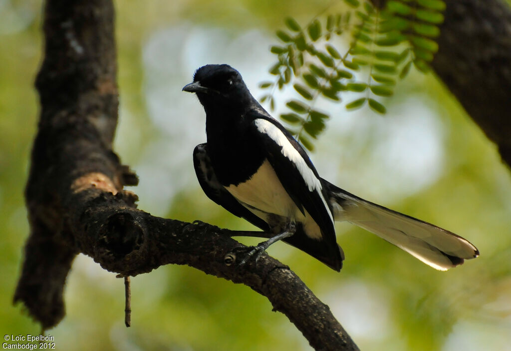 Oriental Magpie-Robin