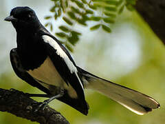 Oriental Magpie-Robin