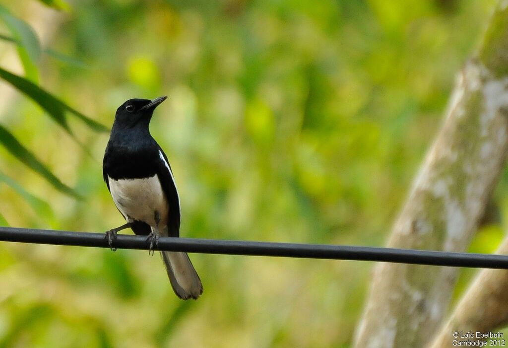 Oriental Magpie-Robin