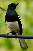 Oriental Magpie-Robin