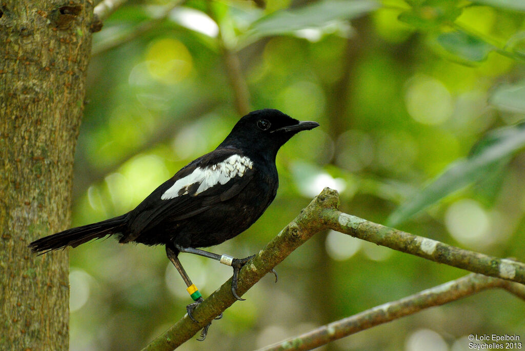 Seychelles Magpie-Robin