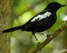 Seychelles Magpie-Robin