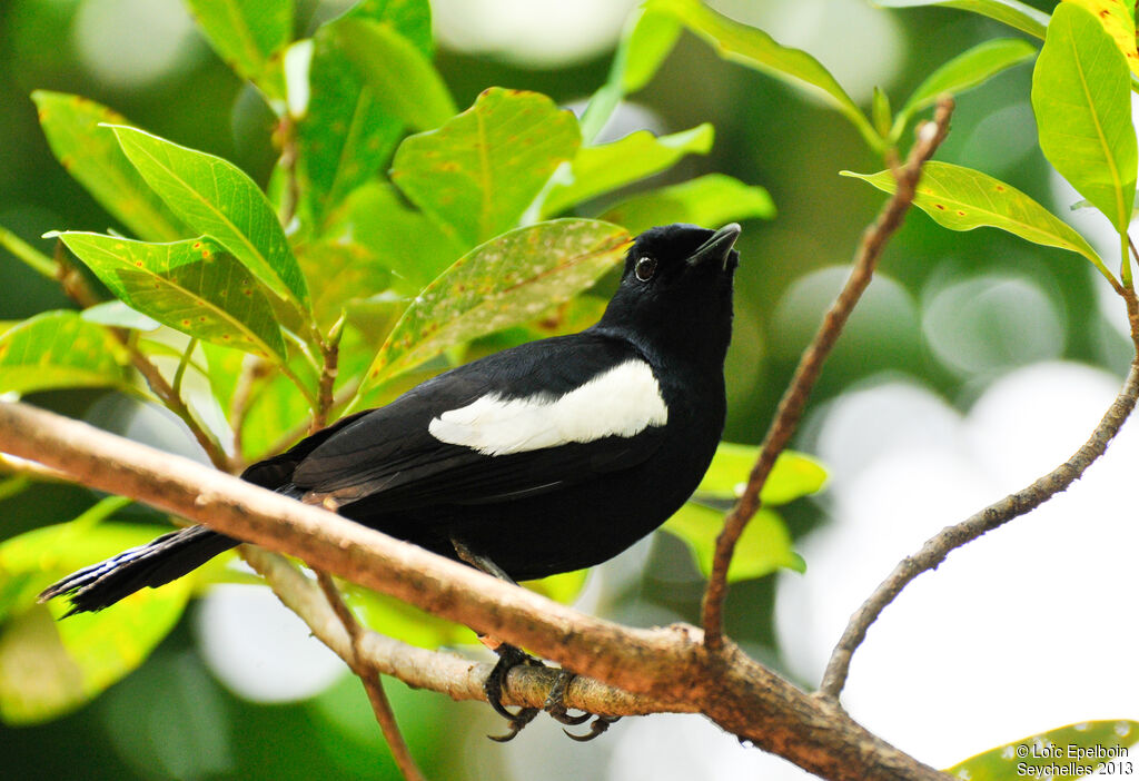 Seychelles Magpie-Robin