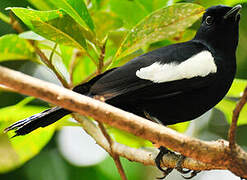 Seychelles Magpie-Robin