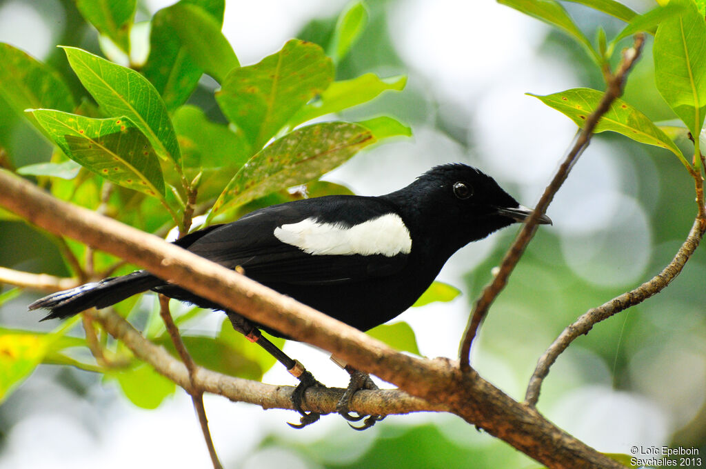 Seychelles Magpie-Robin