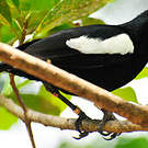 Shama des Seychelles