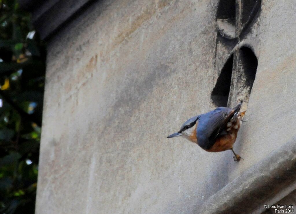 Eurasian Nuthatch