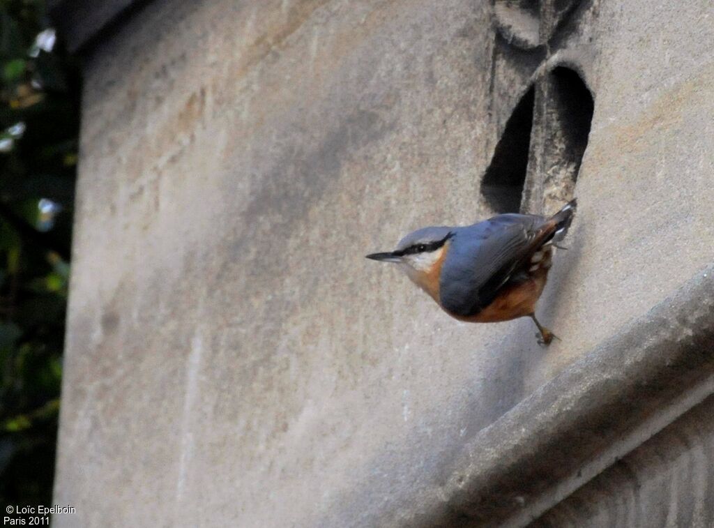 Eurasian Nuthatch