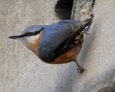 Eurasian Nuthatch