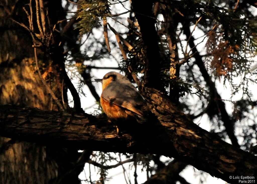 Eurasian Nuthatch