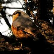 Eurasian Nuthatch