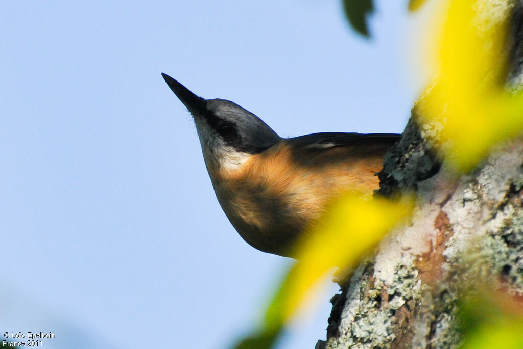 Eurasian Nuthatch