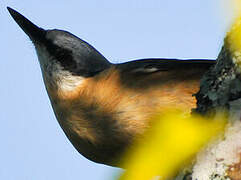 Eurasian Nuthatch