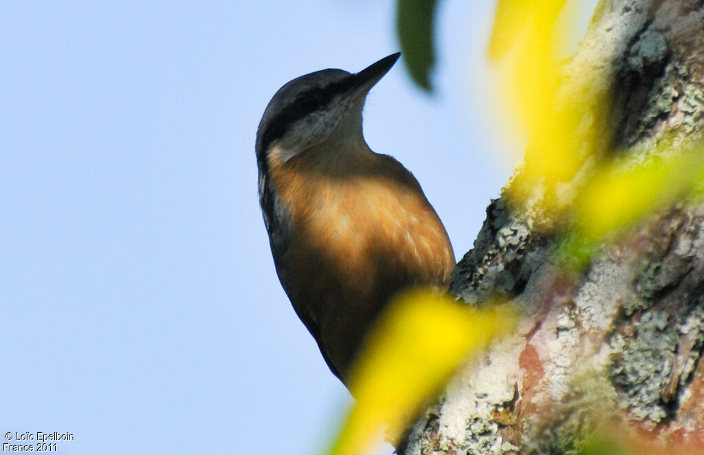 Eurasian Nuthatch