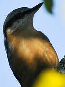 Eurasian Nuthatch