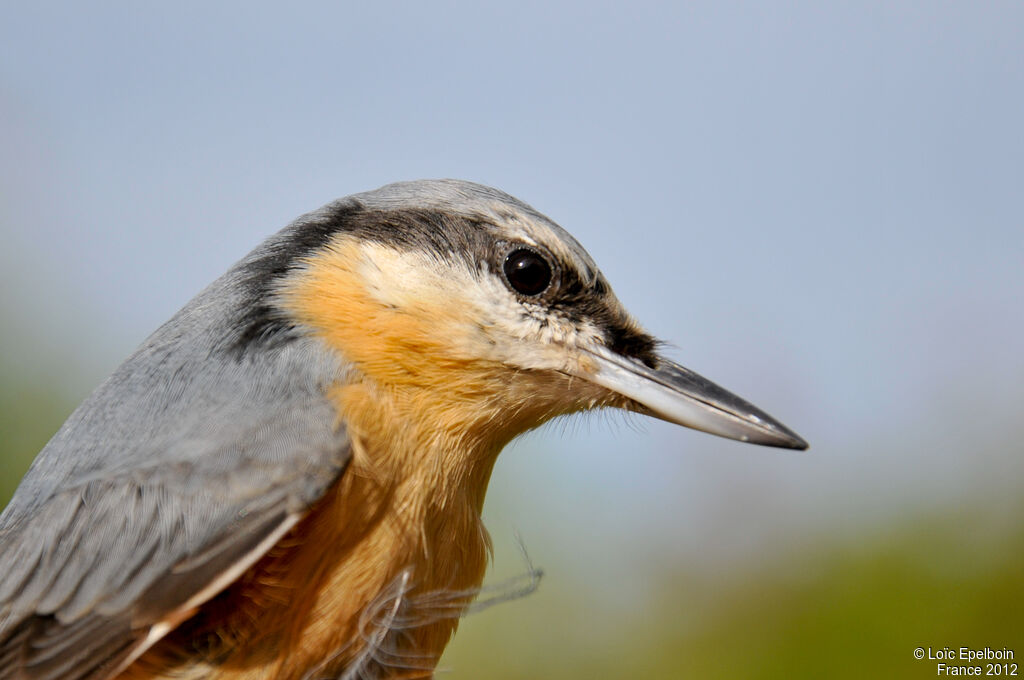 Eurasian Nuthatch