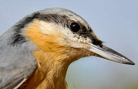 Eurasian Nuthatch