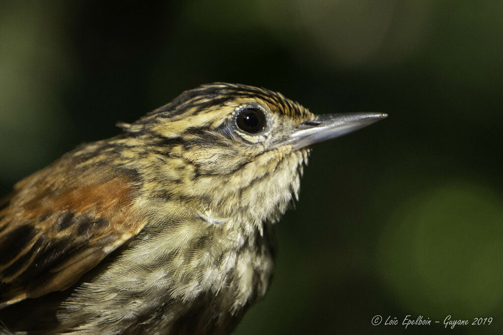 Rufous-tailed Xenops